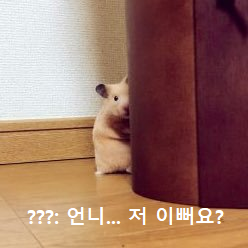 (아이즈원 조유리) 언니...저 이뻐요? 시리즈.jpgif