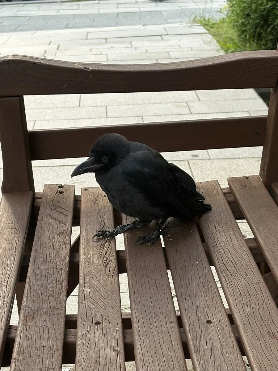 이 까마귀가 벤치에서 멍하니 있던 이유