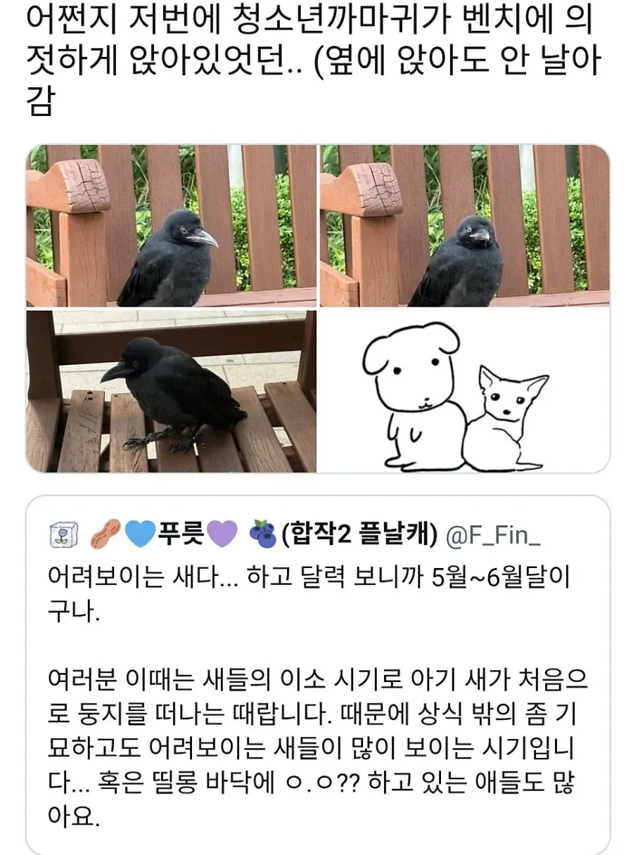 이 까마귀가 벤치에서 멍하니 있던 이유