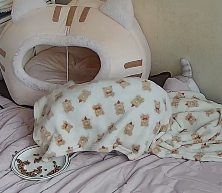 스레드] 담요 덮은채 사료먹는 고영희.jpg