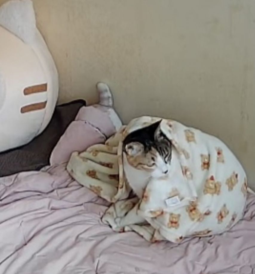 스레드] 담요 덮은채 사료먹는 고영희.jpg