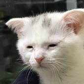 뉴욕에서 파는 신라면 가격 ㄷㄷ .jpg